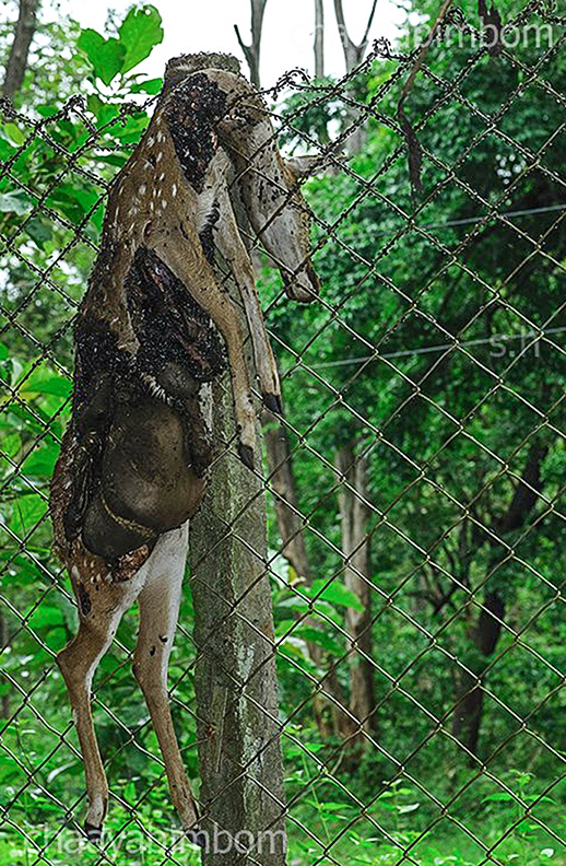വാളയാർ മാൻ പാർക്കിലെ മാനിനെ പുലി പിടിച്ചപ്പോൾ.(ഫയൽ ചിത്രം). ചിത്രം: ഹരിഹരൻ സുബ്രഹ്മണ്യൻ