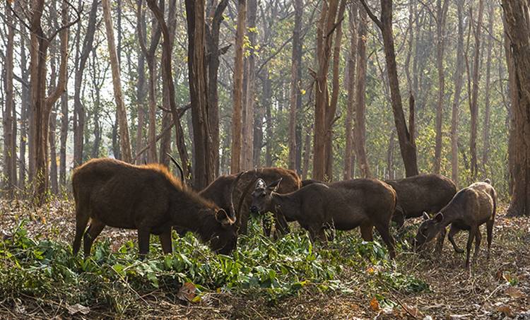 deer park, deer park walayar, animal protection, palakkad, walayar, hariharan subramaniam