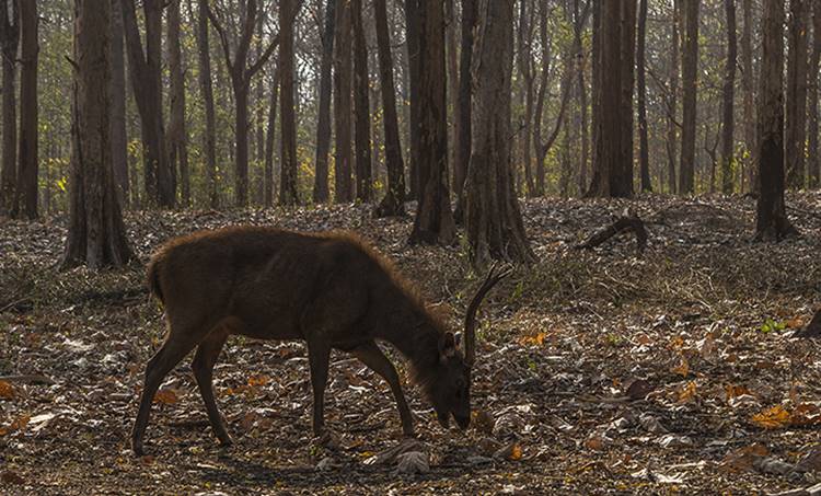 deer park, deer park walayar