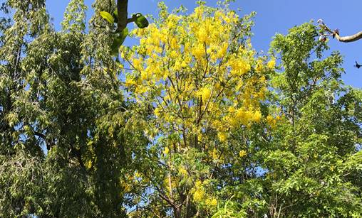 golden shower tree, thailand,vishu, nandagopal rajan