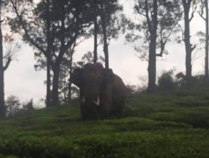 munnar, wild elephant, wild life