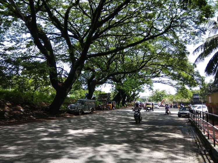 കൊച്ചിയിൽ മരങ്ങൾ വെട്ടിമാറ്റുന്നു, Deforestation in Kochi, കൊച്ചിയിൽ മരങ്ങൾ വെട്ടിനീക്കാൻ റയിൽവേ, Railway sanctio to cut trees in Kochi, huge trees in kochi, കൊച്ചിയിൽ തണൽമരങ്ങൾ മുറിച്ചുമാറ്റുന്നു