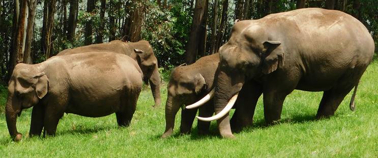 wild elephant, munnar, idukki