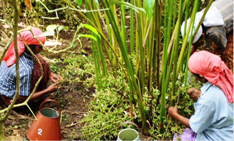 cardamom, cardamom price, cardamom plantation, iduuki, cardamom farmers, ,