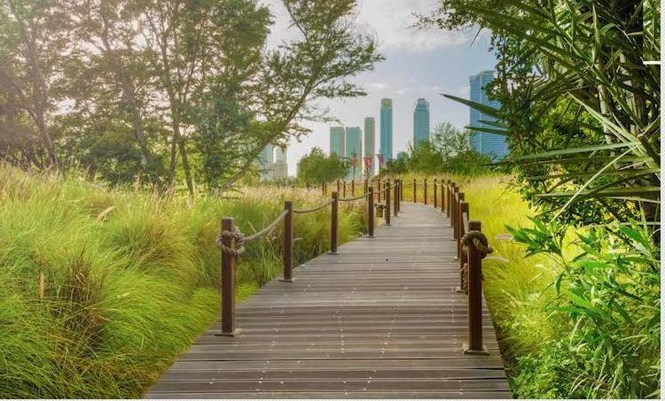 wooden path in al noor park
