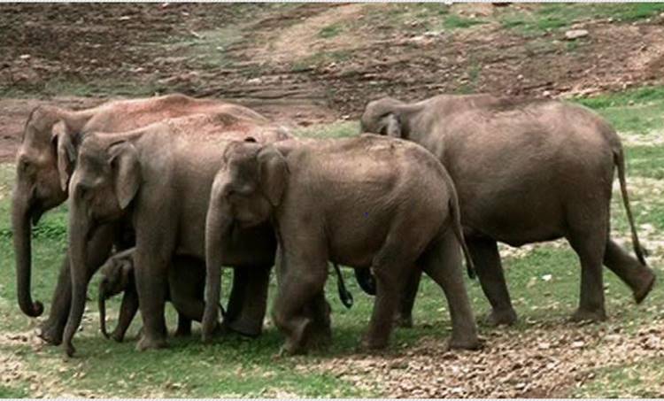 wild elephant in anayirangal dam