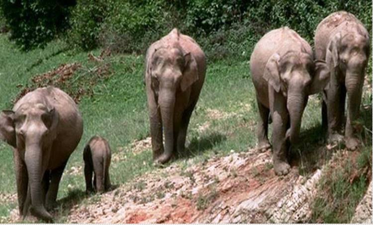 wild elephant in anayirngal