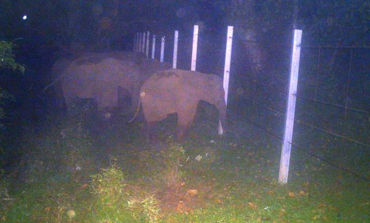 elephant, ie malayalam, കാട്ടാന, ഐഇ മലയാളം