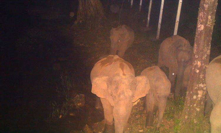 elephant, ie malayalam, കാട്ടാന, ഐഇ മലയാളം