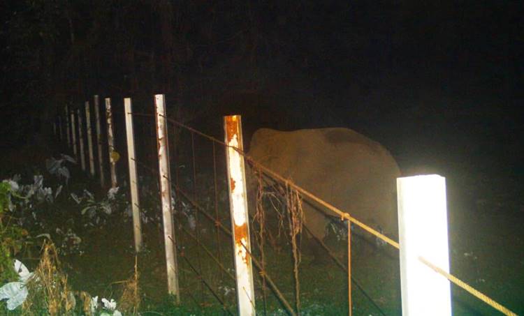 elephant, ie malayalam, കാട്ടാന, ഐഇ മലയാളം