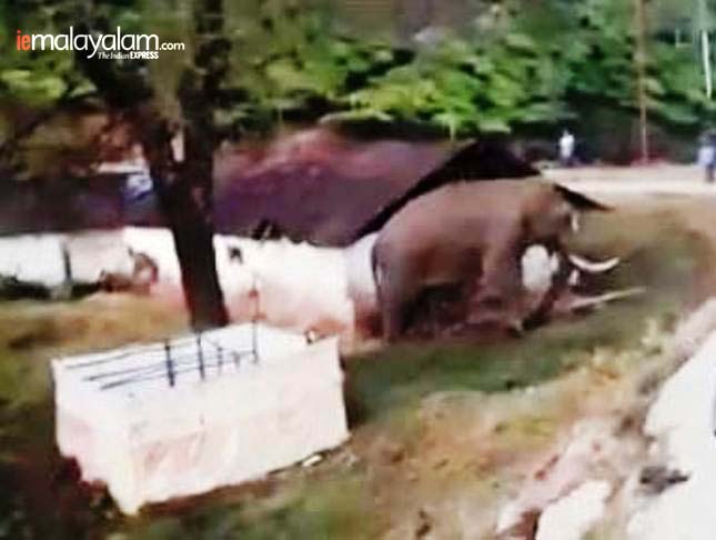 munnar elephant, munnar elephant attack 2018, munnar elephant padayappa, munnar elephant padayappa videos, munnar elephant lake, elephant attack, elephant ride in munnar review, elephant park munnar, മൂന്നാര്, മൂന്നാര് ആന, മൂന്നാര് പടയപ്പ, പടയപ്പ ആന, കേരള ന്യൂസ്, കേരള വാര്ത്ത, Kerala News, മലയാളം ന്യൂസ്, മലയാളം വാര്ത്ത, Malayalam News, Breaking News, പ്രധാന വാര്ത്തകള്, ഐ ഇ മലയാളം, iemalayalam, indian express malayalam, ഇന്ത്യന് എക്സ്പ്രസ്സ് മലയാളം