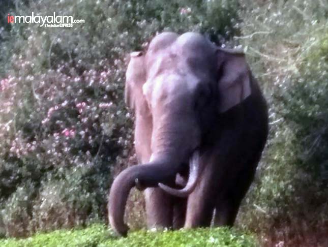 munnar elephant, munnar elephant attack 2018, munnar elephant padayappa, munnar elephant padayappa videos, munnar elephant lake, elephant attack, elephant ride in munnar review, elephant park munnar, മൂന്നാര്, മൂന്നാര് ആന, മൂന്നാര് പടയപ്പ, പടയപ്പ ആന, കേരള ന്യൂസ്, കേരള വാര്ത്ത, Kerala News, മലയാളം ന്യൂസ്, മലയാളം വാര്ത്ത, Malayalam News, Breaking News, പ്രധാന വാര്ത്തകള്, ഐ ഇ മലയാളം, iemalayalam, indian express malayalam, ഇന്ത്യന് എക്സ്പ്രസ്സ് മലയാളം