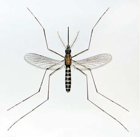 west nile fever, dr.manoj vellanadu