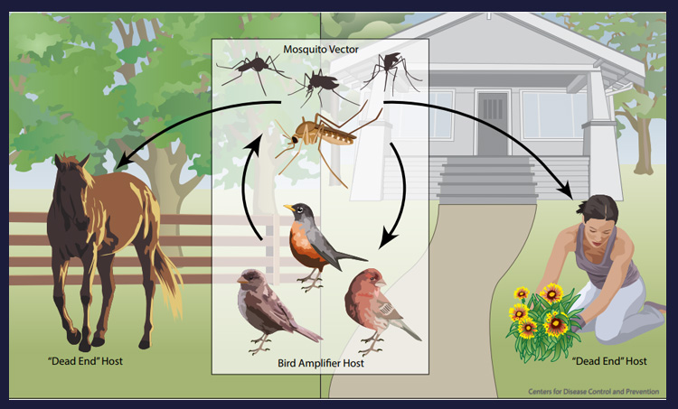 west nile fever, dr.manoj vellanadu