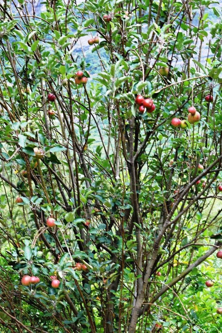 കാന്തല്ലൂരില്‍ ഇനി ആപ്പിള്‍ വിളവെടുപ്പുകാലം kanthalloor apple