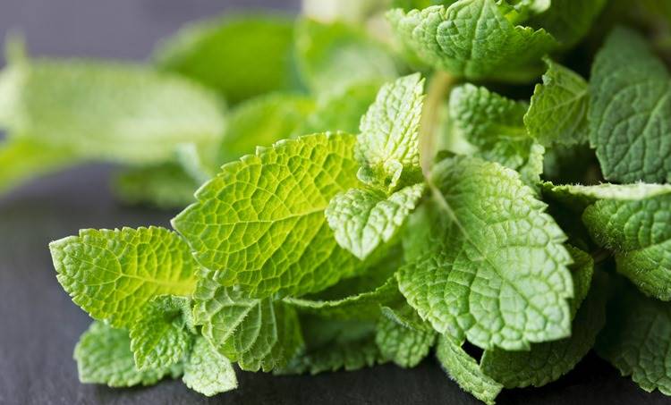 Mint leaves, ie malayalam