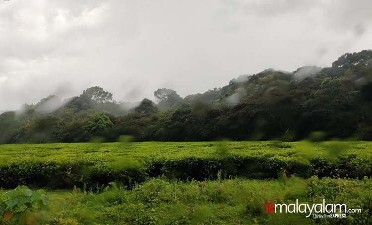 Travelogue, യാത്രാ വിവരണം, Kenya, കെനിയ, Kakamega, കാകമേഗ, Nairobi, നയ്രോബി, Kisumu, കിസുമു, kilimanjaro, കിളിമഞ്ചോരോ, Uganda, ഉഗാണ്ട, Africa, ആഫ്രിക്ക, Crying Stone, കരയുന്ന കല്ല്, Equator line, ഭൂമധ്യരേഖ, Ikolomani, ഇക്കോളോമണി, Swahili സ്വാഹിലി, Luhya tribe, ലുഹ്യ ഗോത്രം, Lake Victoria, വിക്ടോറിയ തടാകം, ie malayalam, ഐഇ മലയാളം