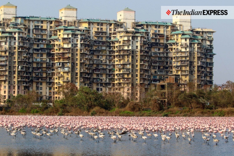 lockdown, Mumbai, covid, flamingo, environment, environment news, ലോക്ക്ഡൗൺ, മുംബൈ, ഫ്ലമിംഗോ, പരിസ്ഥിതി, പരിസ്ഥിതി വാർത്ത, ie malayalam, ഐഇ മലയാളം