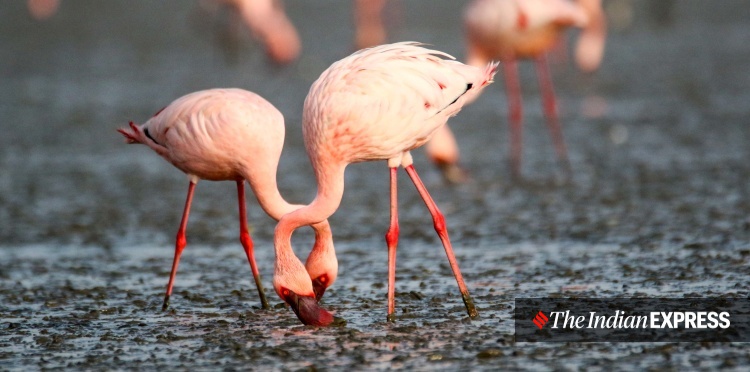 lockdown, Mumbai, covid, flamingo, environment, environment news, ലോക്ക്ഡൗൺ, മുംബൈ, ഫ്ലമിംഗോ, പരിസ്ഥിതി, പരിസ്ഥിതി വാർത്ത, ie malayalam, ഐഇ മലയാളം