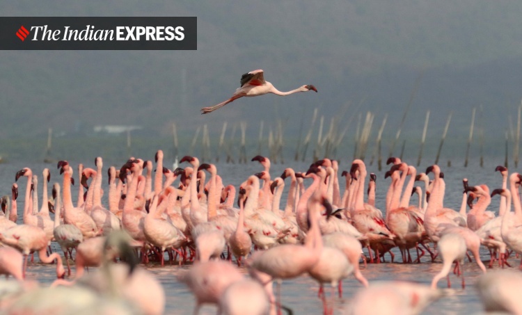 lockdown, Mumbai, covid, flamingo, environment, environment news, ലോക്ക്ഡൗൺ, മുംബൈ, ഫ്ലമിംഗോ, പരിസ്ഥിതി, പരിസ്ഥിതി വാർത്ത, ie malayalam, ഐഇ മലയാളം