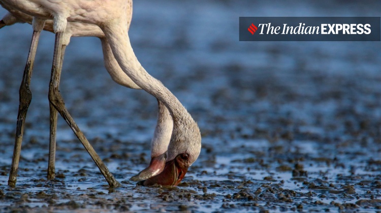 lockdown, Mumbai, covid, flamingo, environment, environment news, ലോക്ക്ഡൗൺ, മുംബൈ, ഫ്ലമിംഗോ, പരിസ്ഥിതി, പരിസ്ഥിതി വാർത്ത, ie malayalam, ഐഇ മലയാളം