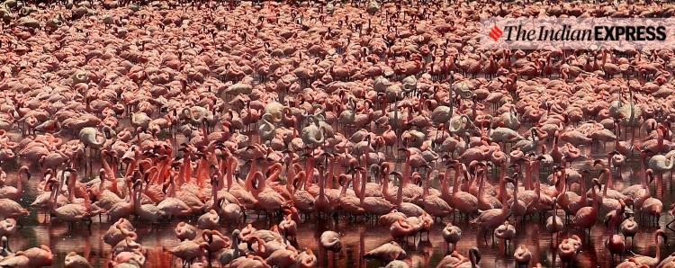 lockdown, Mumbai, covid, flamingo, environment, environment news, ലോക്ക്ഡൗൺ, മുംബൈ, ഫ്ലമിംഗോ, പരിസ്ഥിതി, പരിസ്ഥിതി വാർത്ത, ie malayalam, ഐഇ മലയാളം
