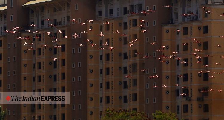 lockdown, Mumbai, covid, flamingo, environment, environment news, ലോക്ക്ഡൗൺ, മുംബൈ, ഫ്ലമിംഗോ, പരിസ്ഥിതി, പരിസ്ഥിതി വാർത്ത, ie malayalam, ഐഇ മലയാളം