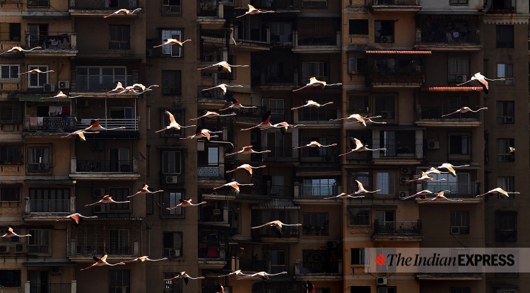 lockdown, Mumbai, covid, flamingo, environment, environment news, ലോക്ക്ഡൗൺ, മുംബൈ, ഫ്ലമിംഗോ, പരിസ്ഥിതി, പരിസ്ഥിതി വാർത്ത, ie malayalam, ഐഇ മലയാളം